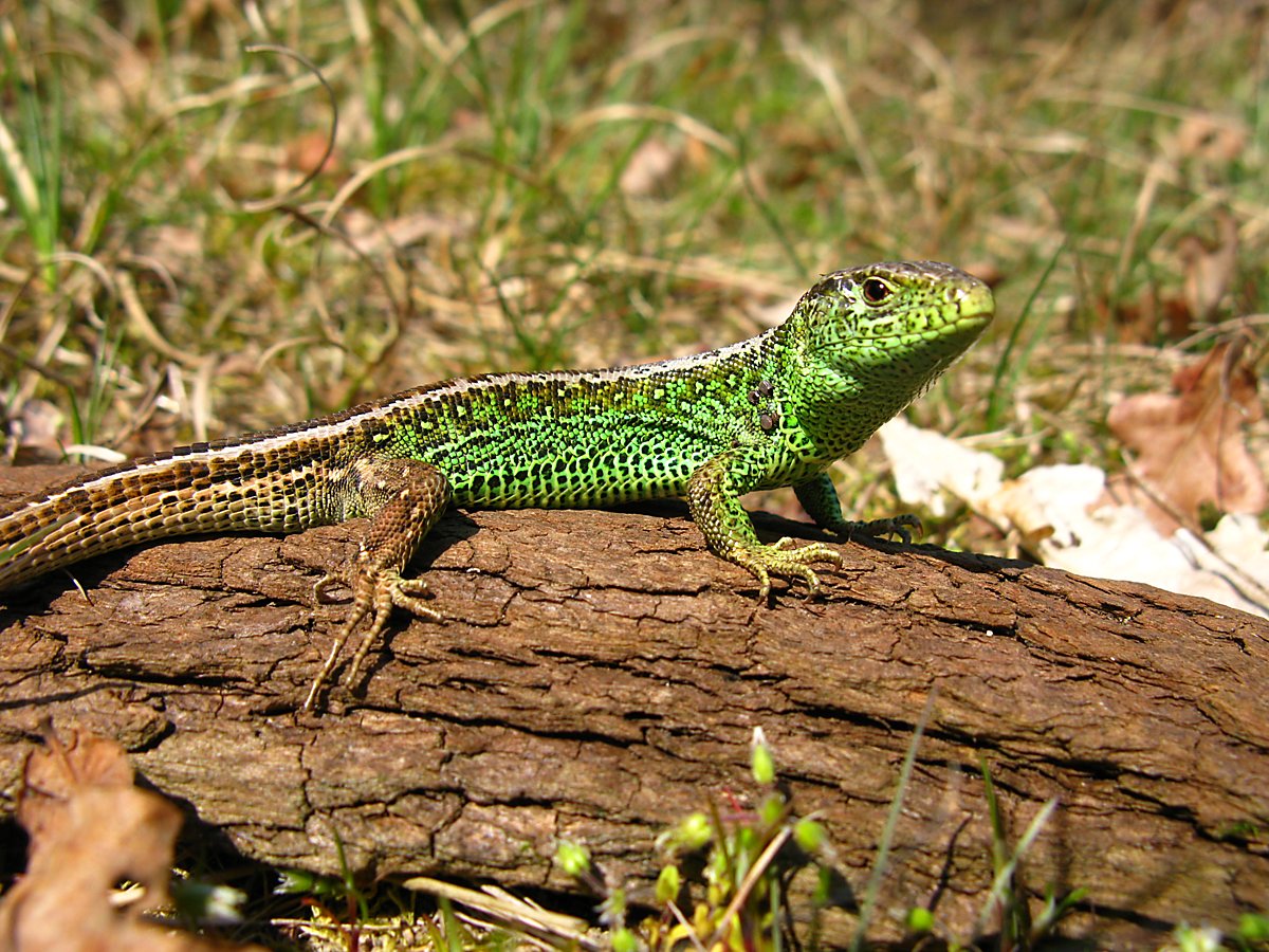 Man sieht eine männliche Zauneidechse.