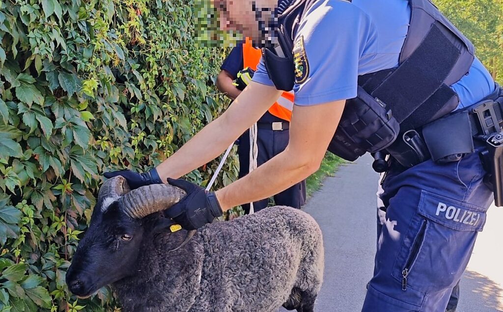 Auf dem Bild sieht man einen Polizist neben einer Hecke, der ein Schaf an den Hörnern anpackt.