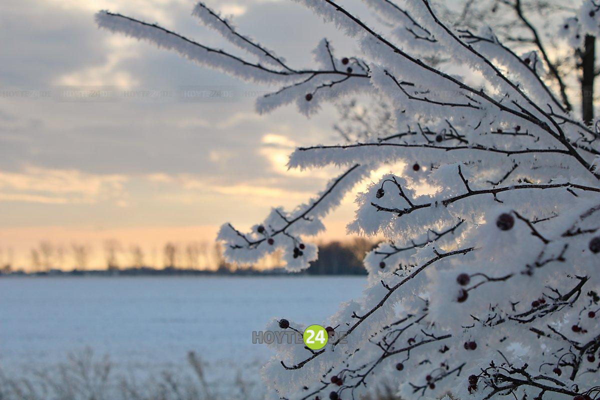 Man sieht einen Strauch mit Eisgebilden.
