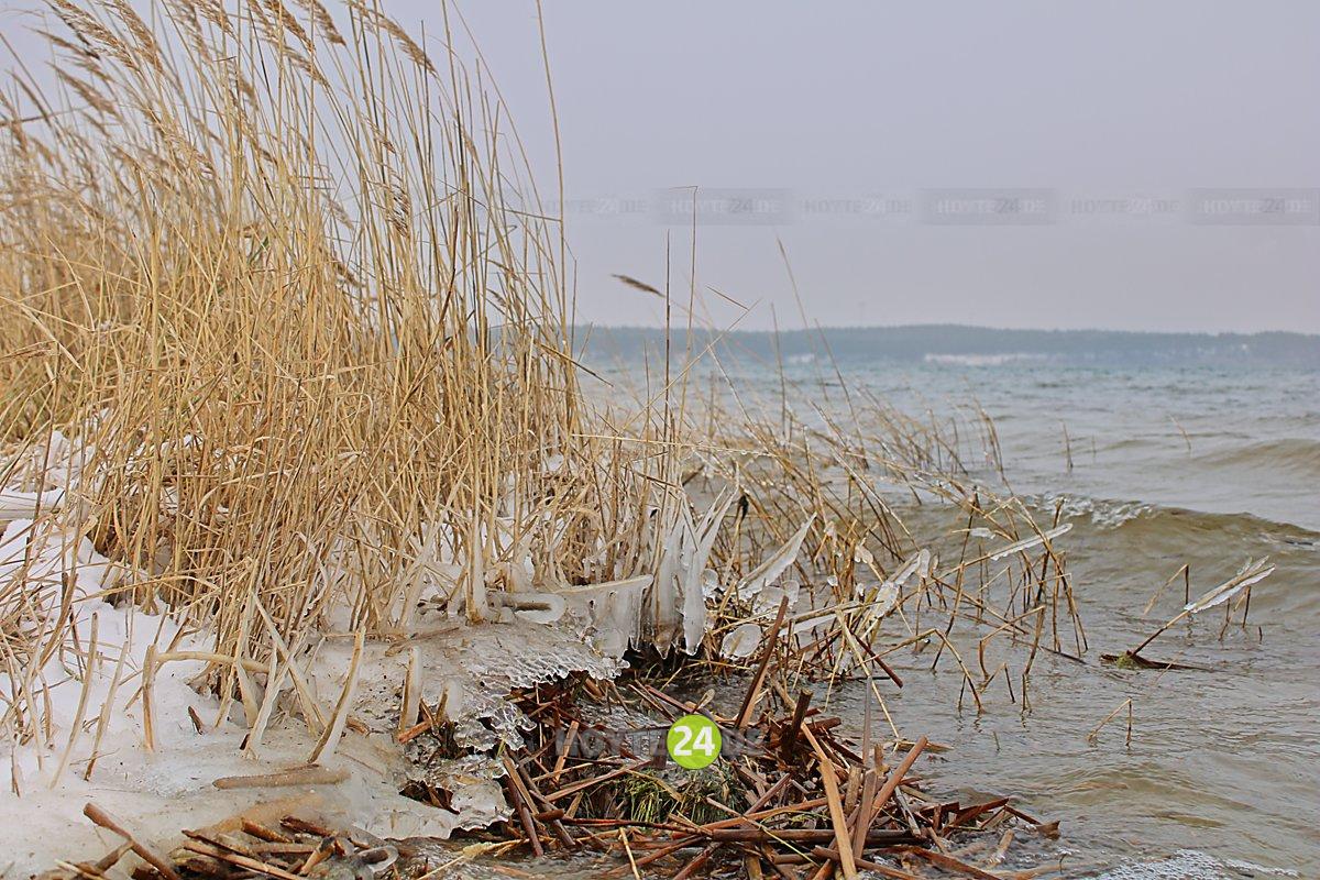 Man sieht Wellen im winterlichen Scheibe-See und Eis am Schilf.